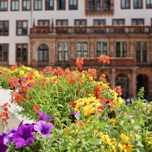 Bunte Blütenpracht auf dem Balkon des Hessischen Landtages