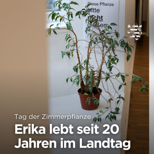 Eine Topfpflanze ist im Bild zu sehen. Sie steht im Treppenhaus des Hessischen Landtages. Auf dem Bild ist der Schriftzug "Tag der Zimmerpflanze: Erika lebt seit 20 Jahren im Landtag" zu lesen.