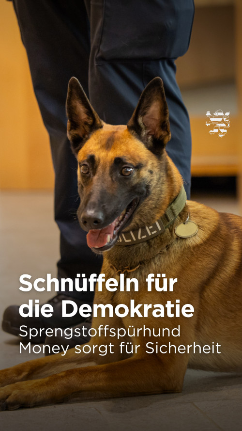 Sprengstoffspürhund Money sorgt im Plenarsaal für Sicherheit.