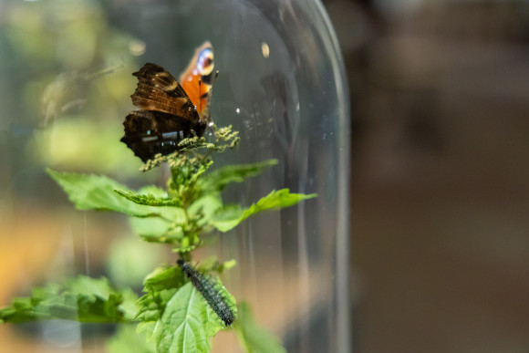 Schmetterling in Schaukasten