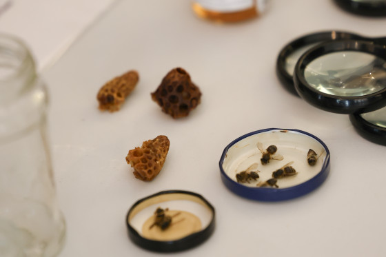 Bienen und Waben auf Tisch